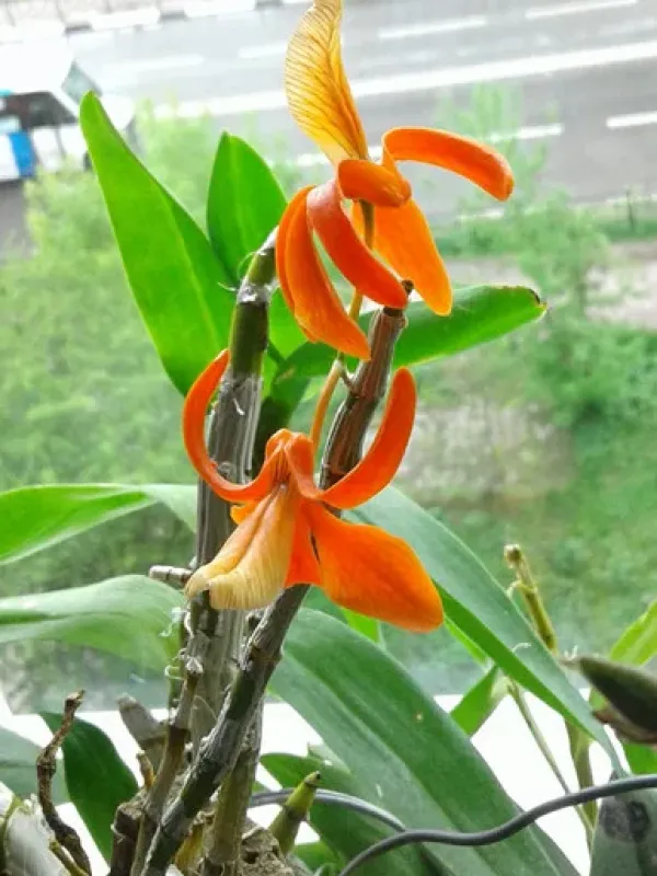 Dendrobium unicum