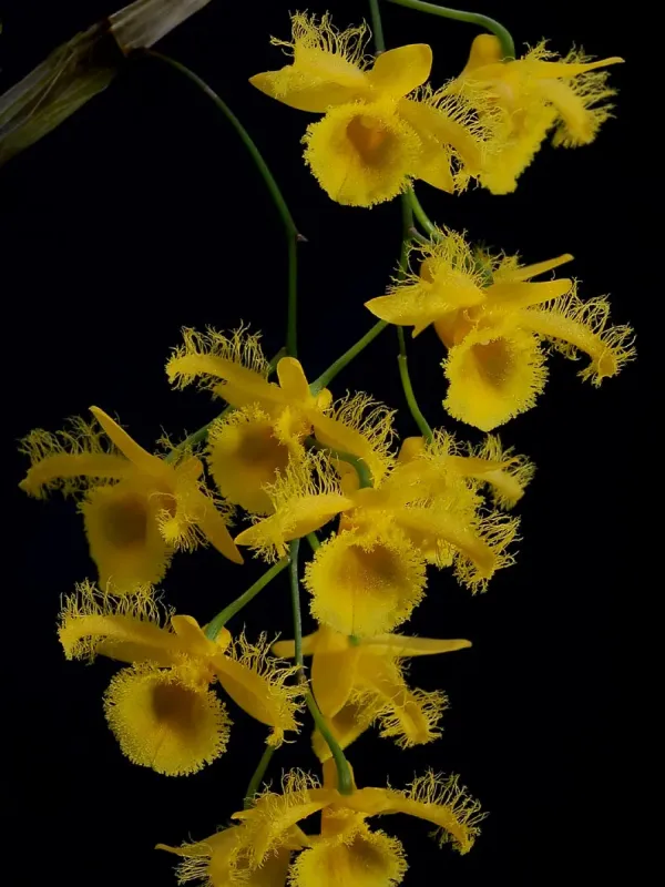 Dendrobium harveyanum
