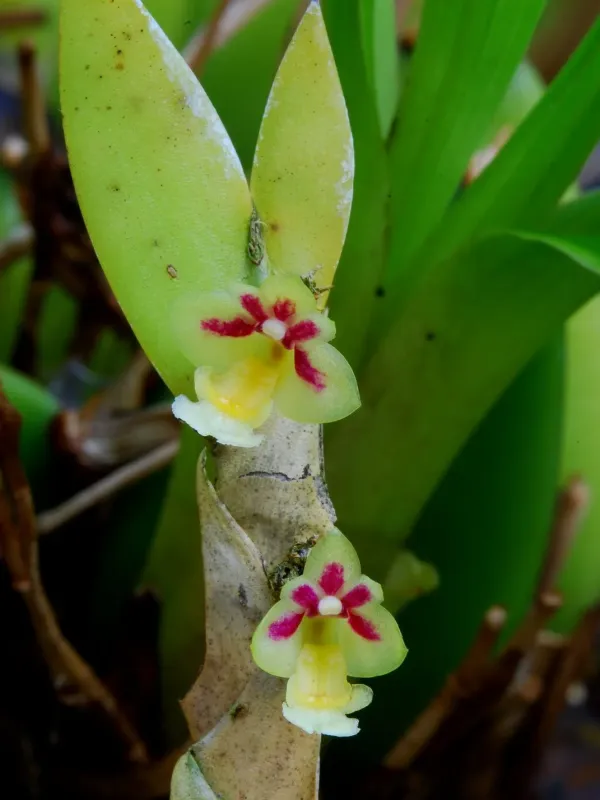 Dendrobium grande