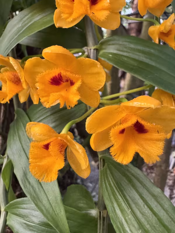 Dendrobium chrysanthum