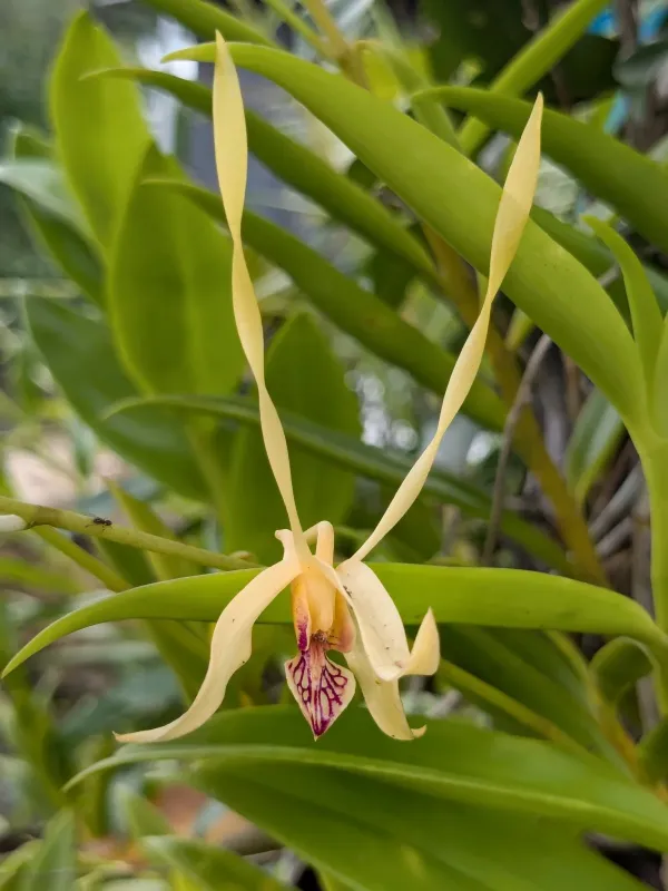 Antelope Orchid