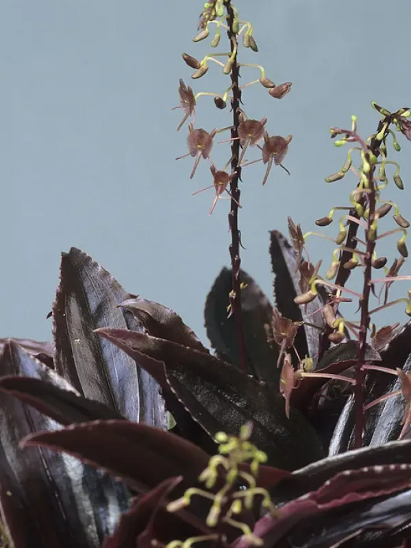 Crepidium metallicum