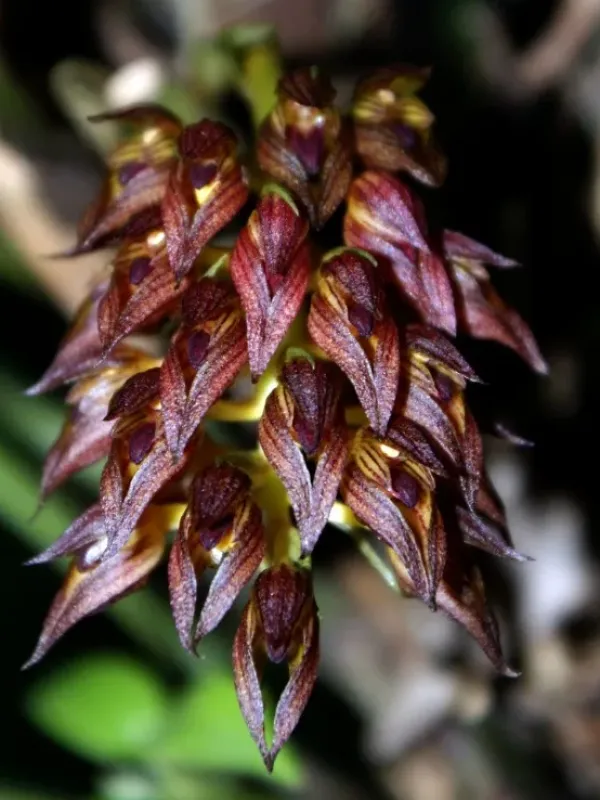 Bulbophyllum singaporeanum