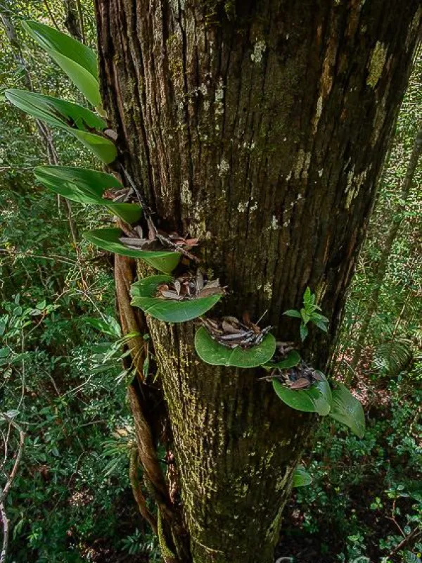 Bulbophyllum beccarii