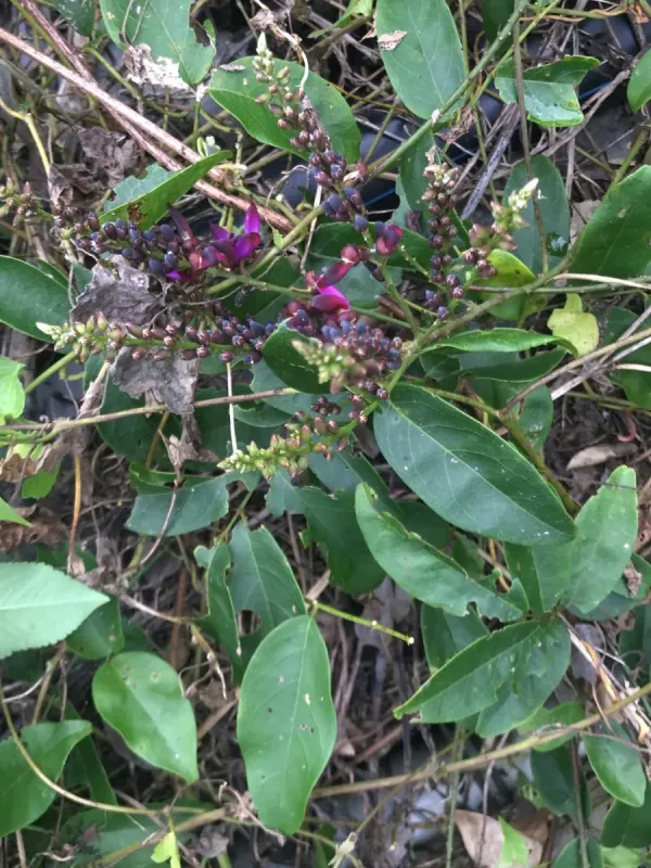 Callerya reticulata