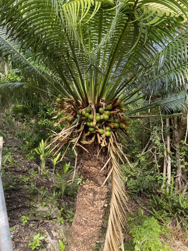 Cycas seemannii