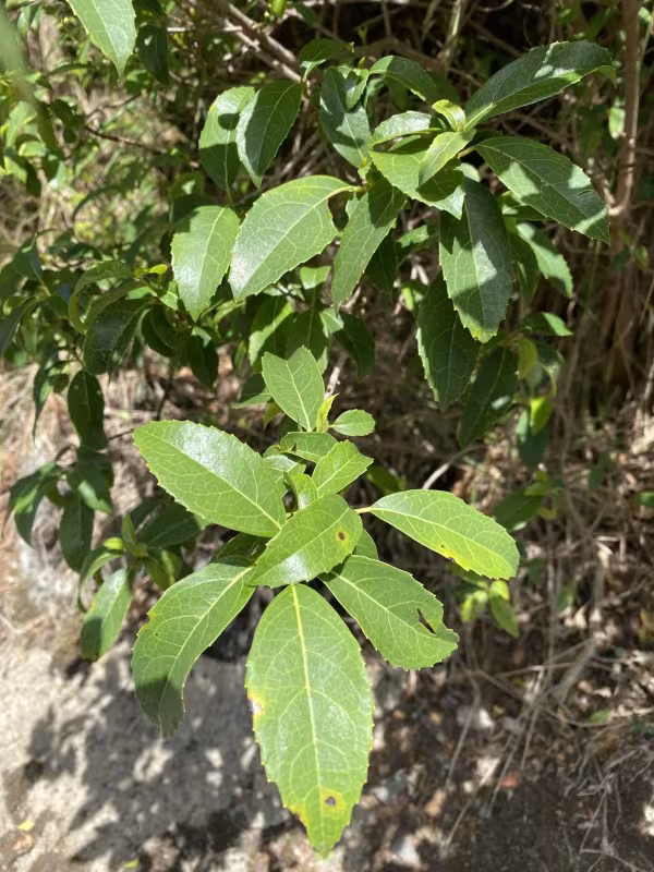Hedycarya angustifolia
