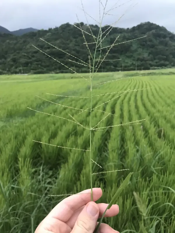 Leptochloa chinensis