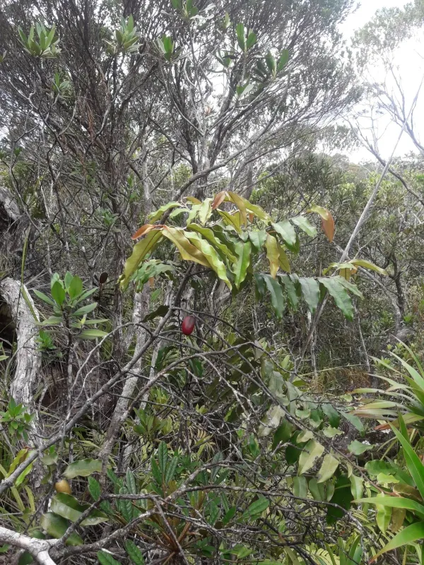 Large-fruited persimmon