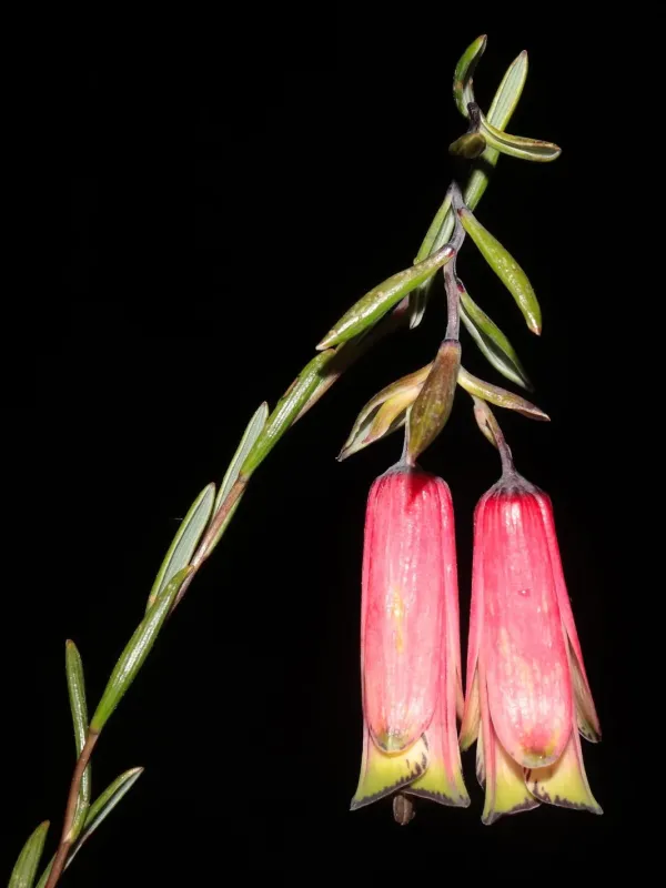 Bomarea dulcis