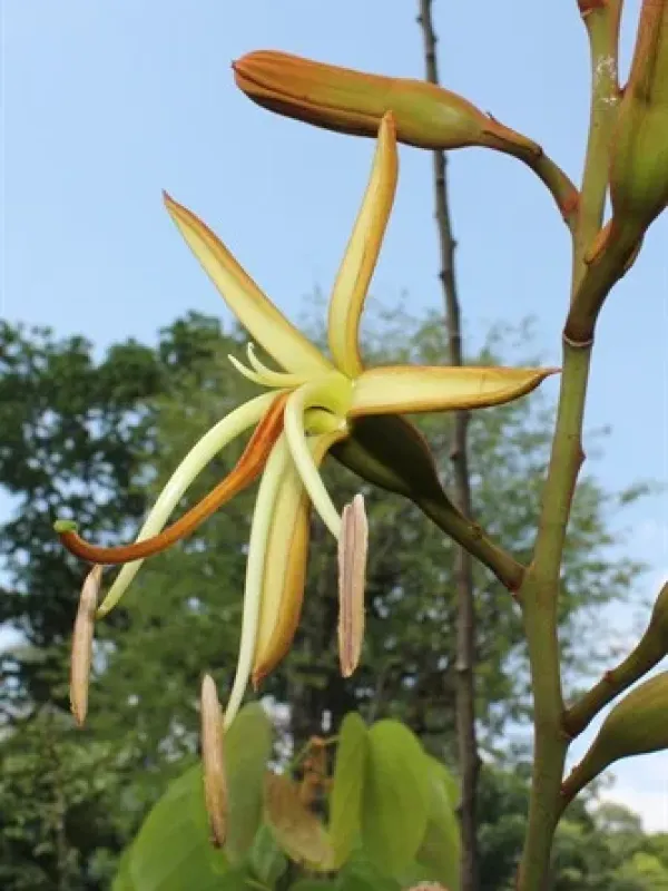 Phanera audax