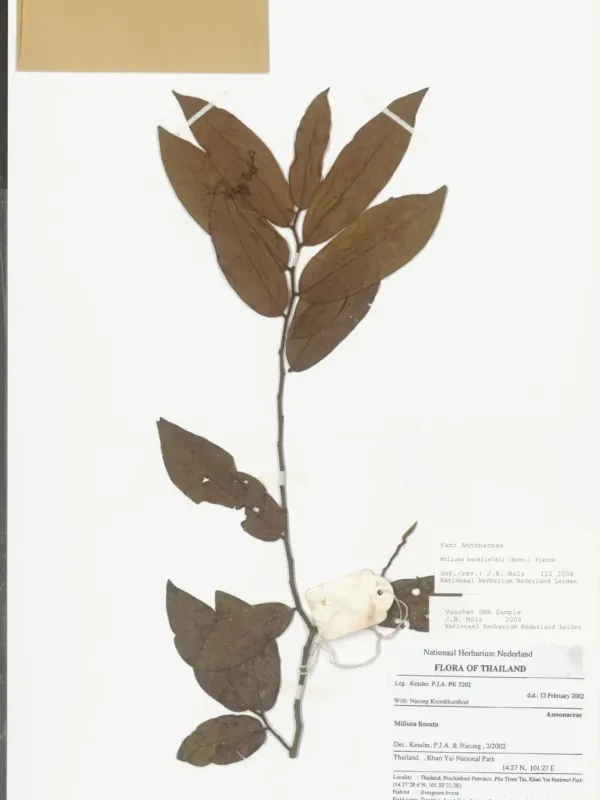 Miliusa horsfieldii