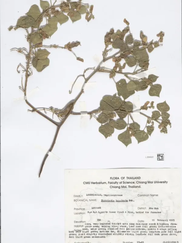 Rhynchosia bracteata