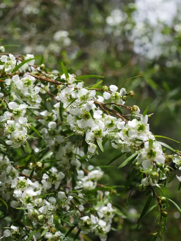 Lemon-scented tea tree