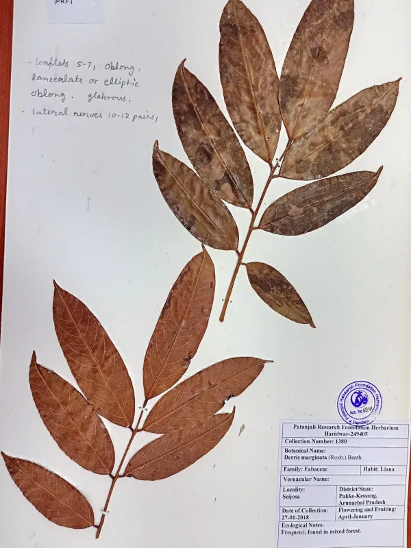 Derris marginata