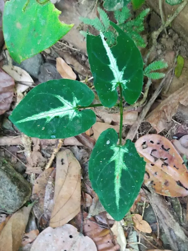 Syngonium wendlandii