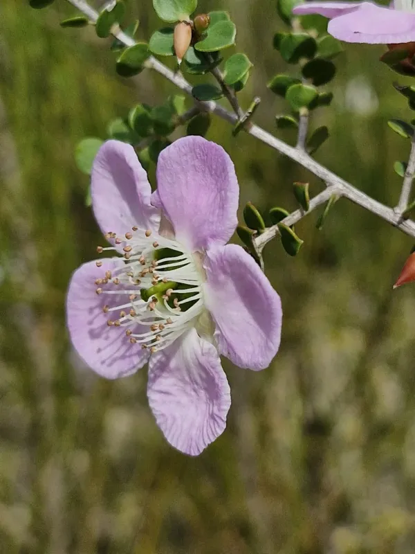 Leptospermum rotundifolium hybrid