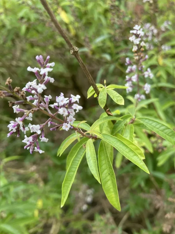 Lemon verbena