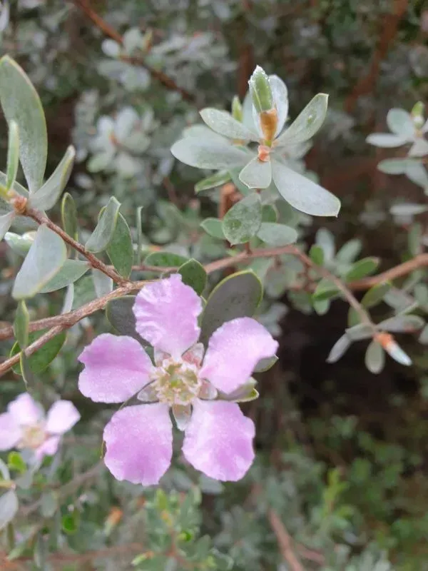 Silky Tea Tree