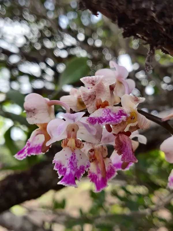 Aerides crispa