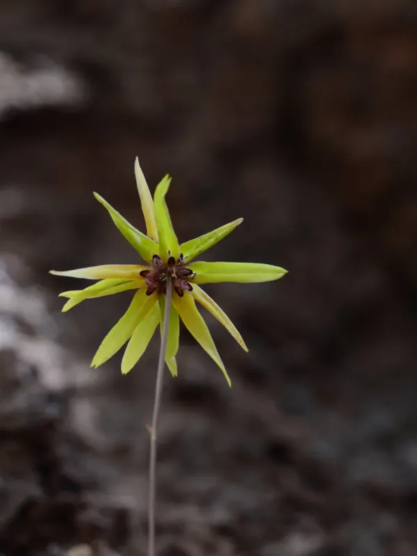 Bulbophyllum fimbriatum