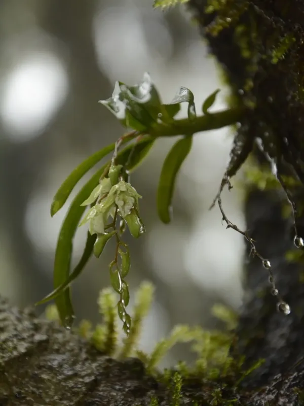 Dendrobium heyneanum