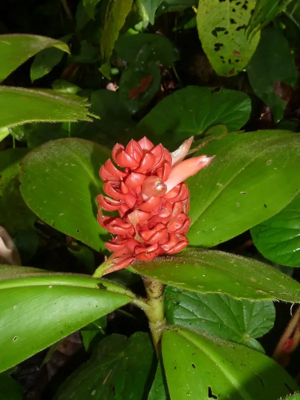 Costus osae