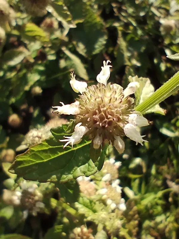 Hyptis lorentziana