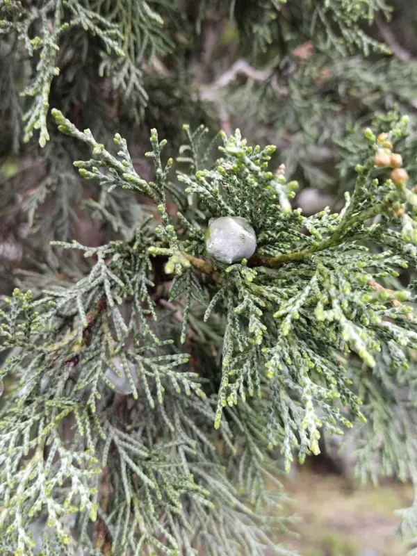 Zeravshan juniper