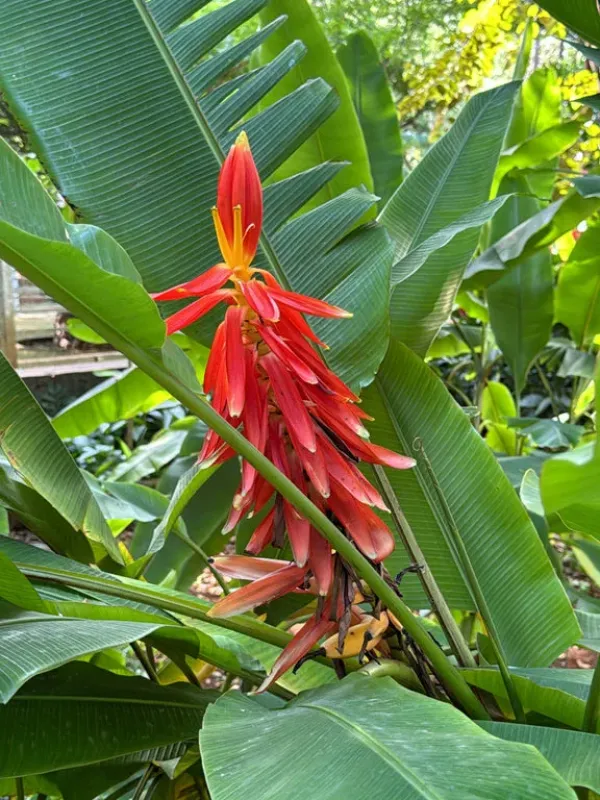 Musa haekkinenii