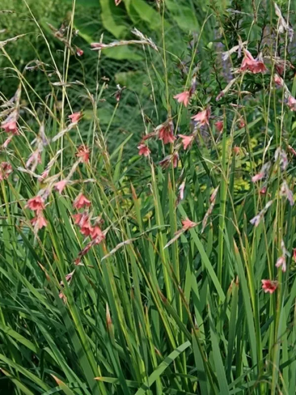 Dierama igneum