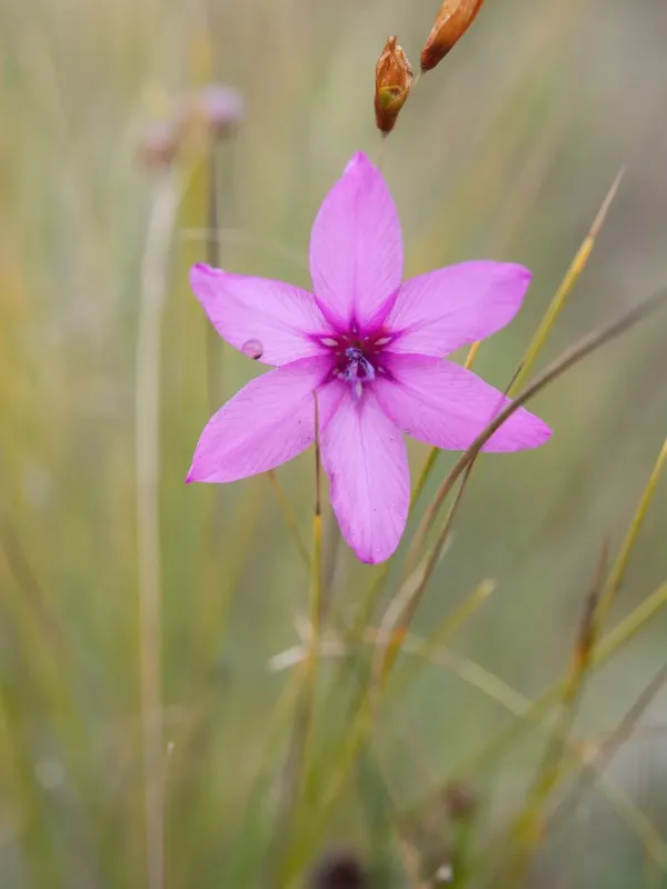 Dierama pauciflorum