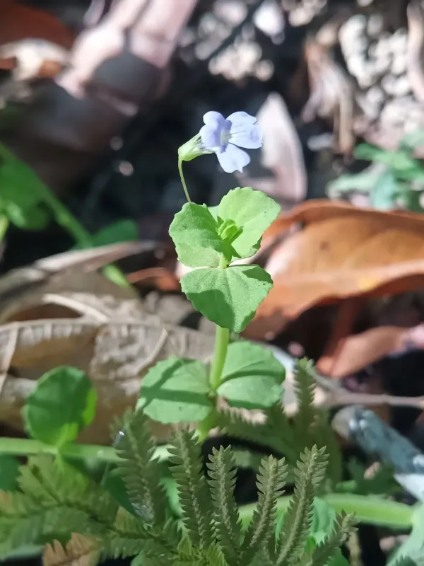 Conobea aquatica