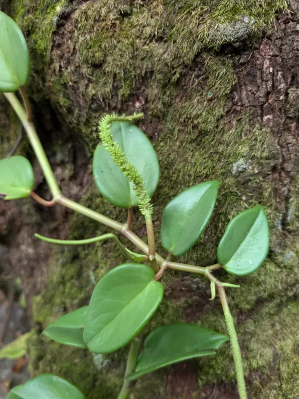 Peperomia nitida