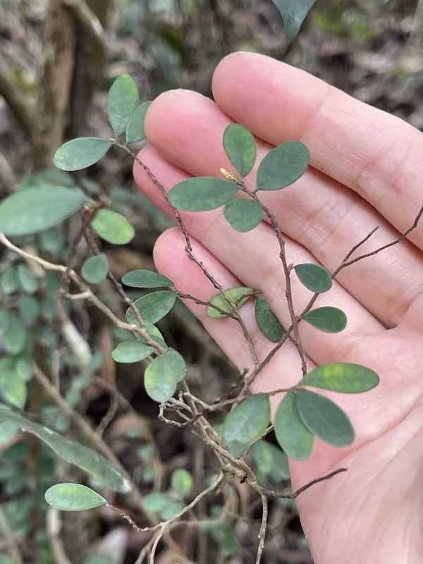 Phyllanthus cochinchinensis