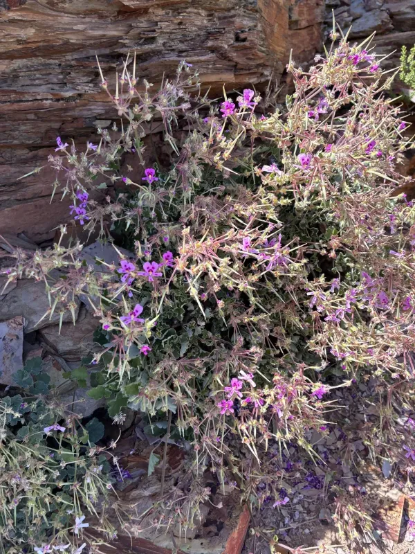 Pelargonium echinatum