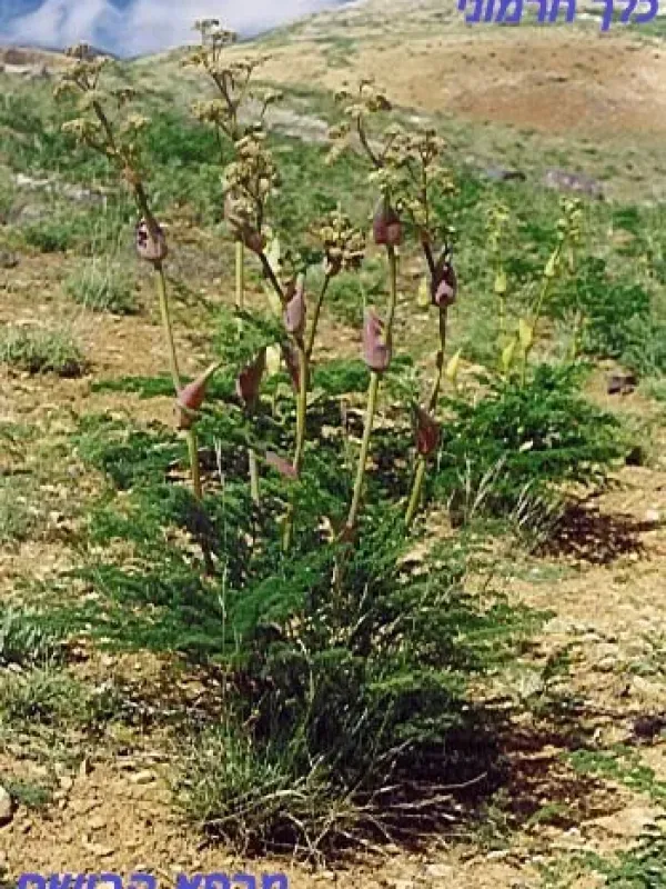 Ferula negevensis