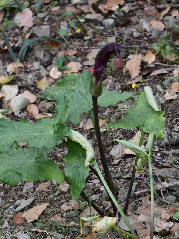 Arum rupicola