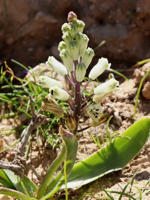 Bellevalia stepporum