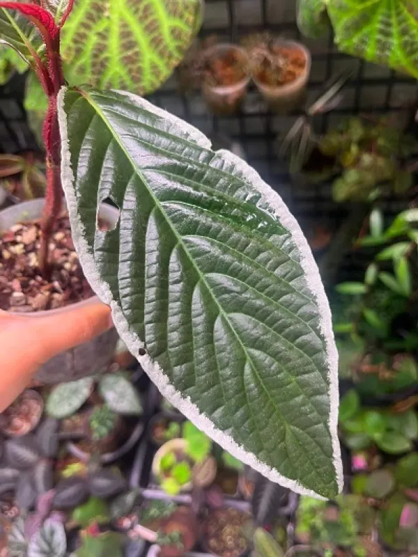 Cosmianthemum bullatum