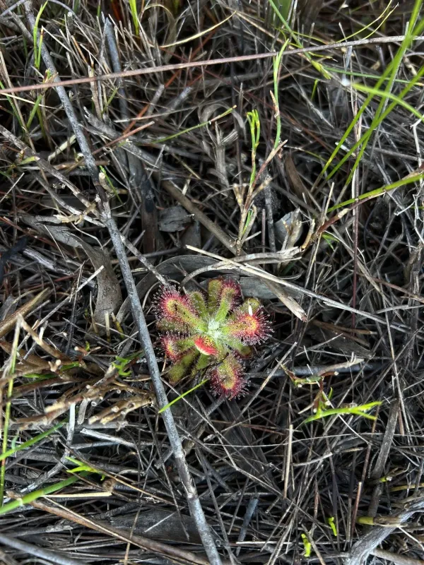 Alice sundew