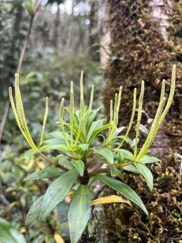 Peperomia saligna