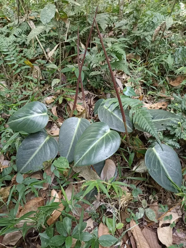 Spotted peperomia