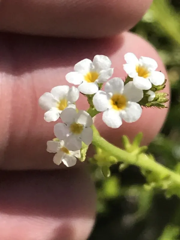 Stalked popcornflower