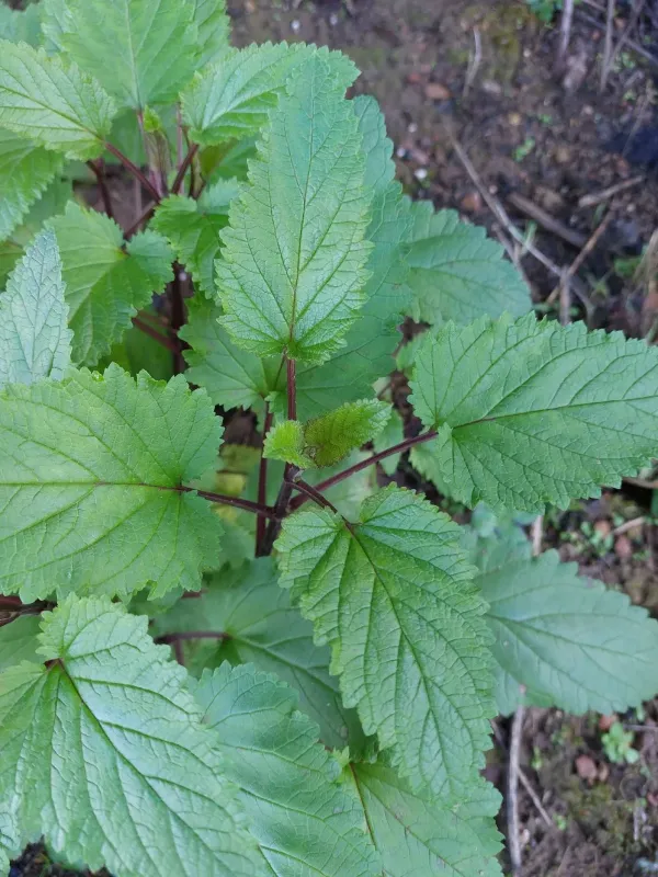 California figwort
