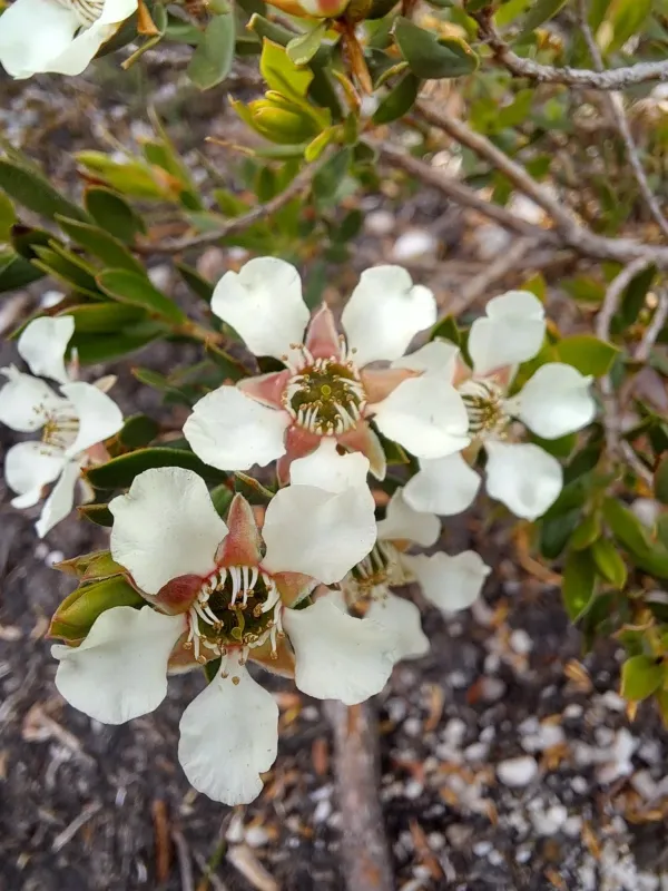 Shining tea tree