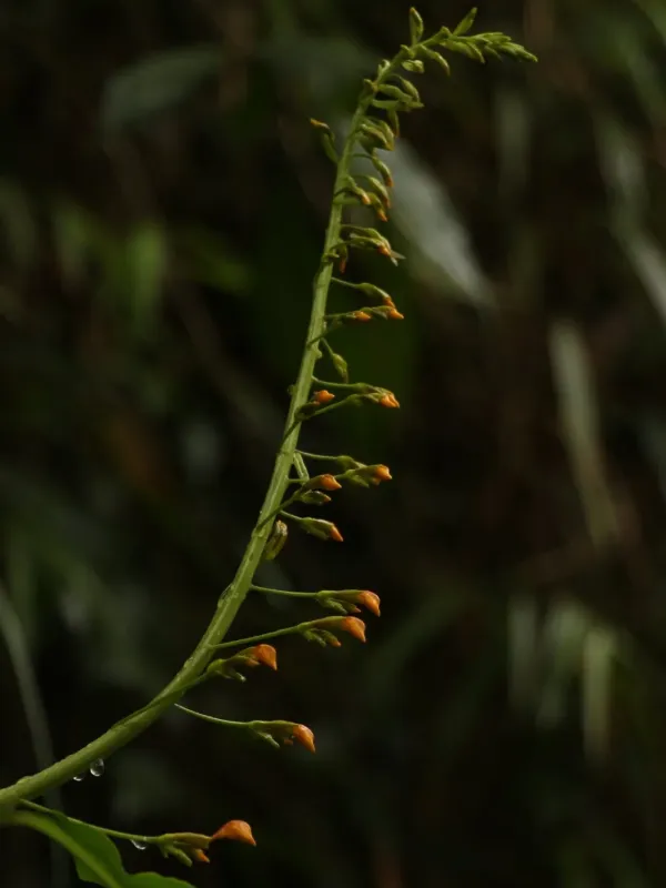Globba andersonii