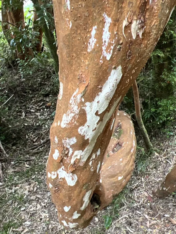 Luma apiculata