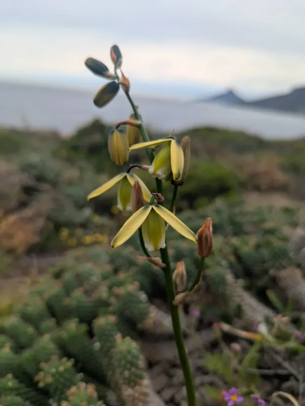 Albuca cooperi