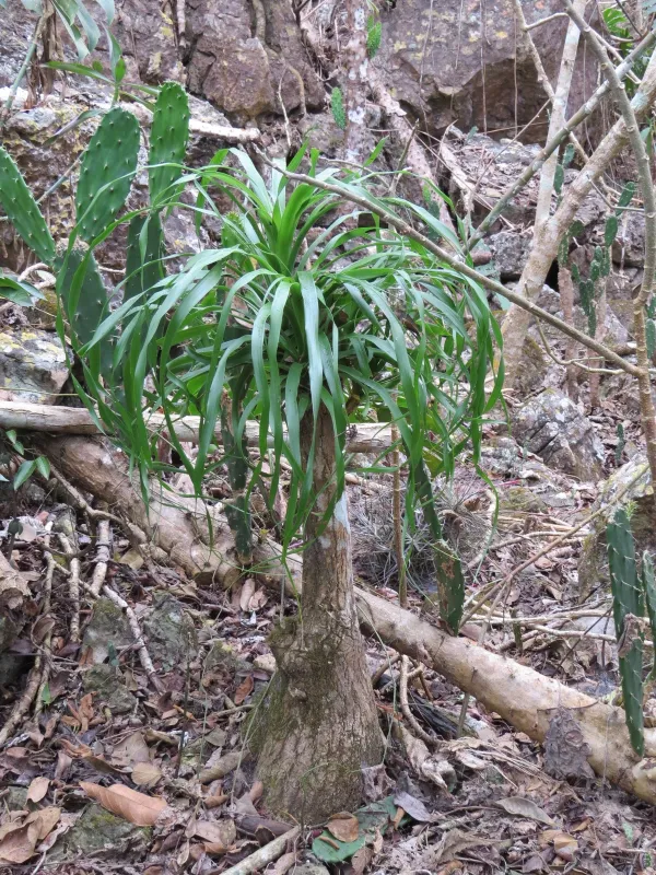 Beaucarnea hiriartiae